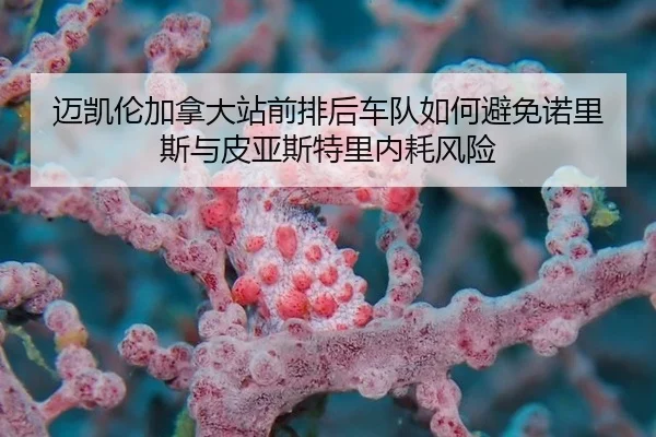 mai-kai-lun-jia-na-da-zhan-qian-pai-hou-che-dui-ru-he-bi-mian-nuo-li-si-yu-pi-ya-si-te-li-nei-hao-feng-xian-2-987.jpg